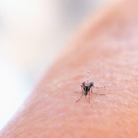 Picaduras de insectos en verano: cómo prevenirlas y tratarlas