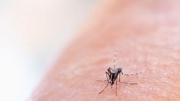 cómo prevenir picaduras de insectos en verano