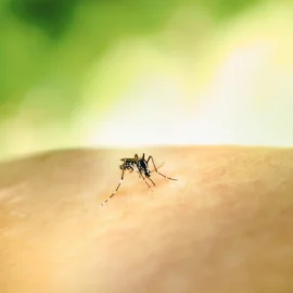 Picaduras de mosquito y mosquito tigre: cómo protegerte este verano
